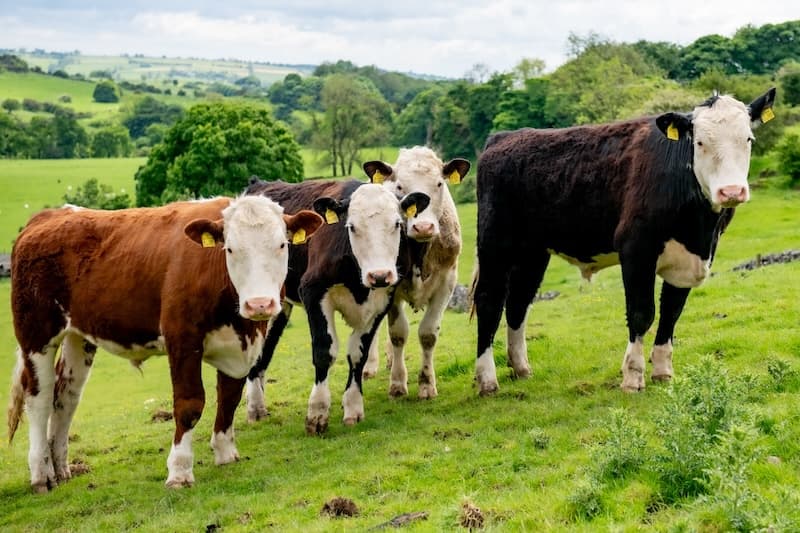 Hoe grange farm cows