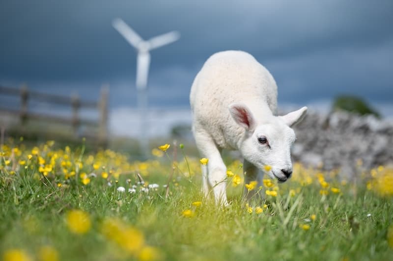 Hoe grange farm lamb